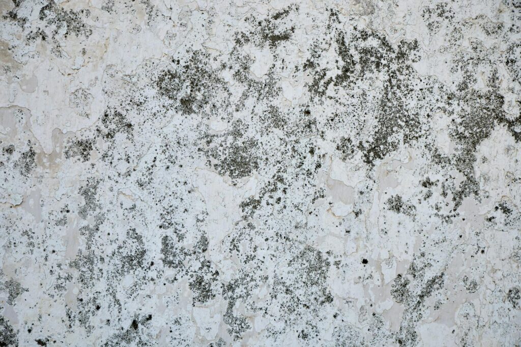 Close-up of a weathered and textured wall surface with peeling paint and moss.