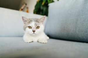 Adorable gray and white kitten lounging on a sofa, looking curious and relaxed.