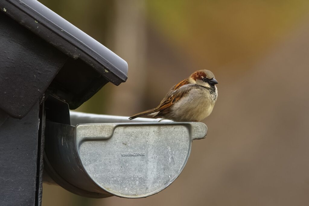 How to Clean Gutters Safely