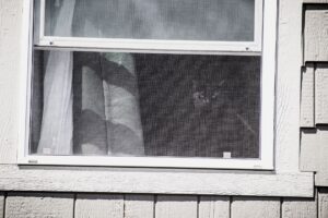 A cat peeks through a screened window of a rustic vintage home exterior.